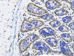 Invitrogen Phospho-NBS1 (Ser278) Polyclonal Antibody 100 &mu;L | Buy Online | Invitrogen&trade; | Fisher Scientific