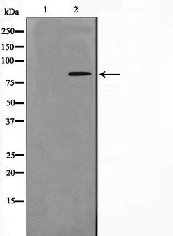 Invitrogen Phospho-NBS1 (Ser278) Polyclonal Antibody 100 &mu;L | Buy Online | Invitrogen&trade; | Fisher Scientific