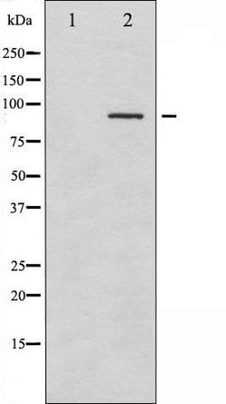 Invitrogen Phospho-SYK (Tyr323) Polyclonal Antibody 100 &mu;L | Buy Online | Invitrogen&trade; | Fisher Scientific