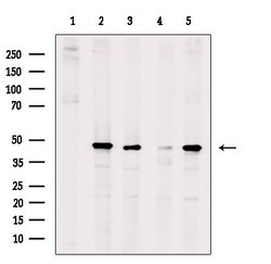 Invitrogen Phospho-HDAC3 (Ser424) Polyclonal Antibody 100 &mu;L; Unconjugated:Antibodies,