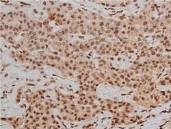 Invitrogen Phospho-HDAC3 (Ser424) Polyclonal Antibody 100 &mu;L; Unconjugated:Antibodies,