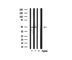 Invitrogen Phospho-HDAC3 (Ser424) Polyclonal Antibody 100 &mu;L; Unconjugated:Antibodies,