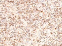 Invitrogen Phospho-TAK1 (Thr187) Polyclonal Antibody 100 &mu;L; Unconjugated:Antibodies,