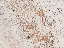 Invitrogen Phospho-TAK1 (Thr187) Polyclonal Antibody 100 &mu;L; Unconjugated:Antibodies,
