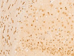 Invitrogen Phospho-TAK1 (Thr187) Polyclonal Antibody 100 &mu;L; Unconjugated:Antibodies,