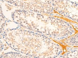 Invitrogen Phospho-TAK1 (Thr187) Polyclonal Antibody 100 &mu;L; Unconjugated:Antibodies,