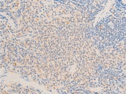 Invitrogen Phospho-TAK1 (Thr187) Polyclonal Antibody 100 &mu;L; Unconjugated:Antibodies,
