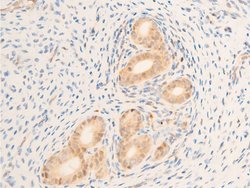 Invitrogen Phospho-TAK1 (Thr187) Polyclonal Antibody 100 &mu;L; Unconjugated:Antibodies,