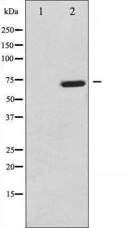 Invitrogen Phospho-TAK1 (Thr187) Polyclonal Antibody 100 &mu;L; Unconjugated:Antibodies,