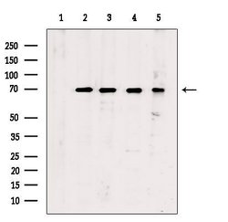 Invitrogen Phospho-Chk2 (Ser516) Polyclonal Antibody 100 &mu;L; Unconjugated:Antibodies,