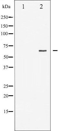 Phospho-Estrogen Receptor alpha (Ser167) Polyclonal Antibody, Invitrogen