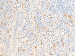Invitrogen Phospho-ICAM-1 (Tyr512) Polyclonal Antibody 100 &mu;L; Unconjugated:Antibodies,