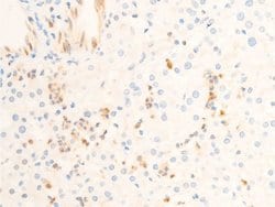 Invitrogen Phospho-ICAM-1 (Tyr512) Polyclonal Antibody 100 &mu;L; Unconjugated:Antibodies,