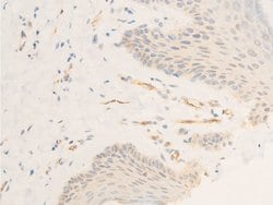 Invitrogen Phospho-ICAM-1 (Tyr512) Polyclonal Antibody 100 &mu;L; Unconjugated:Antibodies,