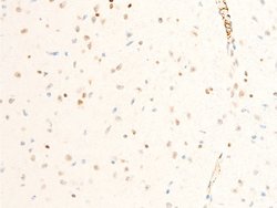Invitrogen Phospho-ICAM-1 (Tyr512) Polyclonal Antibody 100 &mu;L; Unconjugated:Antibodies,