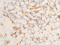 Invitrogen Phospho-ICAM-1 (Tyr512) Polyclonal Antibody 100 &mu;L; Unconjugated:Antibodies,