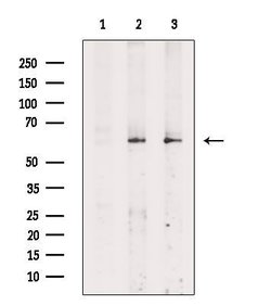 Invitrogen Phospho-ICAM-1 (Tyr512) Polyclonal Antibody 100 &mu;L; Unconjugated:Antibodies,