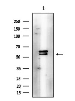Invitrogen Phospho-LCK (Tyr505) Polyclonal Antibody 100 &mu;L | Buy Online | Invitrogen&trade; | Fisher Scientific