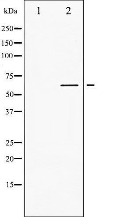 Invitrogen Phospho-LCK (Tyr505) Polyclonal Antibody 100 &mu;L | Buy Online | Invitrogen&trade; | Fisher Scientific