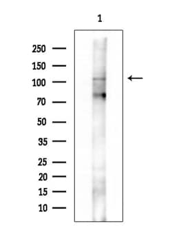 Invitrogen Phospho-ATP1A1 (Ser23) Polyclonal Antibody 100 &mu;L; Unconjugated:Antibodies,