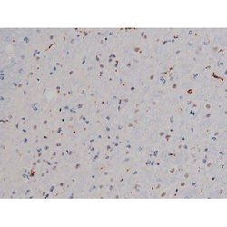 Invitrogen Phospho-Lyn (Tyr508) Polyclonal Antibody 100 &mu;L; Unconjugated:Antibodies,