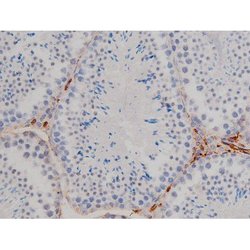 Invitrogen Phospho-Lyn (Tyr508) Polyclonal Antibody 100 &mu;L; Unconjugated:Antibodies,