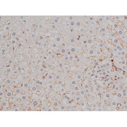 Invitrogen Phospho-Lyn (Tyr508) Polyclonal Antibody 100 &mu;L; Unconjugated:Antibodies,