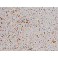 Invitrogen Phospho-Lyn (Tyr508) Polyclonal Antibody 100 &mu;L; Unconjugated:Antibodies,