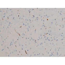 Invitrogen Phospho-BCL-2 (Ser70) Polyclonal Antibody 100 &mu;L; Unconjugated:Antibodies,