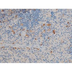 Invitrogen Phospho-BCL-2 (Ser70) Polyclonal Antibody 100 &mu;L; Unconjugated:Antibodies,