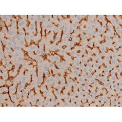 Invitrogen Phospho-BCL-2 (Ser70) Polyclonal Antibody 100 &mu;L; Unconjugated:Antibodies,