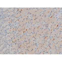 Invitrogen Phospho-BCL-2 (Ser70) Polyclonal Antibody 100 &mu;L; Unconjugated:Antibodies,