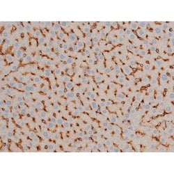 Invitrogen Phospho-BCL-2 (Ser70) Polyclonal Antibody 100 &mu;L; Unconjugated:Antibodies,