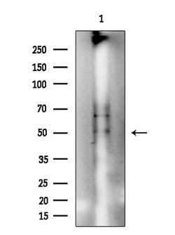 Invitrogen Phospho-p47phox (Ser359) Polyclonal Antibody 100 &mu;L | Buy Online | Invitrogen&trade; | Fisher Scientific