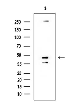 Invitrogen Phospho-GATA1 (Ser142) Polyclonal Antibody 100 &mu;L; Unconjugated:Antibodies,