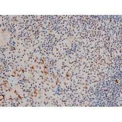 Invitrogen Phospho-GATA1 (Ser142) Polyclonal Antibody 100 &mu;L; Unconjugated:Antibodies,