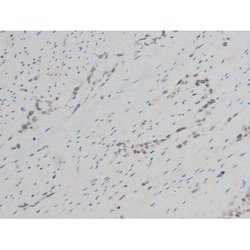 Invitrogen Phospho-GATA1 (Ser142) Polyclonal Antibody 100 &mu;L; Unconjugated:Antibodies,