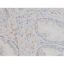 Invitrogen Phospho-GATA1 (Ser142) Polyclonal Antibody 100 &mu;L; Unconjugated:Antibodies,
