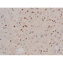 Invitrogen Phospho-GATA1 (Ser142) Polyclonal Antibody 100 &mu;L; Unconjugated:Antibodies,