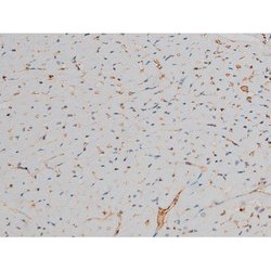 Invitrogen Phospho-GATA1 (Ser142) Polyclonal Antibody 100 &mu;L; Unconjugated:Antibodies,