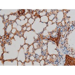 Invitrogen Phospho-GATA1 (Ser142) Polyclonal Antibody 100 &mu;L; Unconjugated:Antibodies,