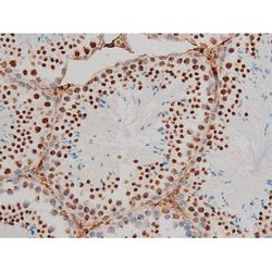 Invitrogen Phospho-GATA1 (Ser142) Polyclonal Antibody 100 &mu;L; Unconjugated:Antibodies,