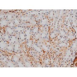 Invitrogen Phospho-GATA1 (Ser142) Polyclonal Antibody 100 &mu;L; Unconjugated:Antibodies,