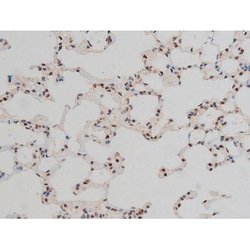 Invitrogen Phospho-GATA1 (Ser142) Polyclonal Antibody 100 &mu;L; Unconjugated:Antibodies,