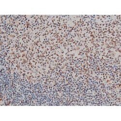 Invitrogen Phospho-GATA1 (Ser142) Polyclonal Antibody 100 &mu;L; Unconjugated:Antibodies,