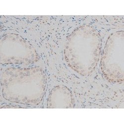 Invitrogen Phospho-GATA1 (Ser142) Polyclonal Antibody 100 &mu;L; Unconjugated:Antibodies,