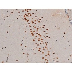 Invitrogen Phospho-GATA1 (Ser142) Polyclonal Antibody 100 &mu;L; Unconjugated:Antibodies,