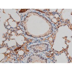 Invitrogen Phospho-GATA1 (Ser142) Polyclonal Antibody 100 &mu;L; Unconjugated:Antibodies,