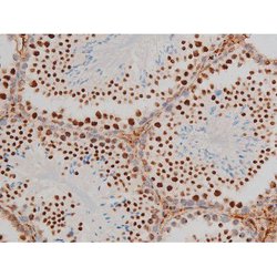 Invitrogen Phospho-GATA1 (Ser142) Polyclonal Antibody 100 &mu;L; Unconjugated:Antibodies,