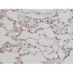 Invitrogen Phospho-GATA1 (Ser142) Polyclonal Antibody 100 &mu;L; Unconjugated:Antibodies,